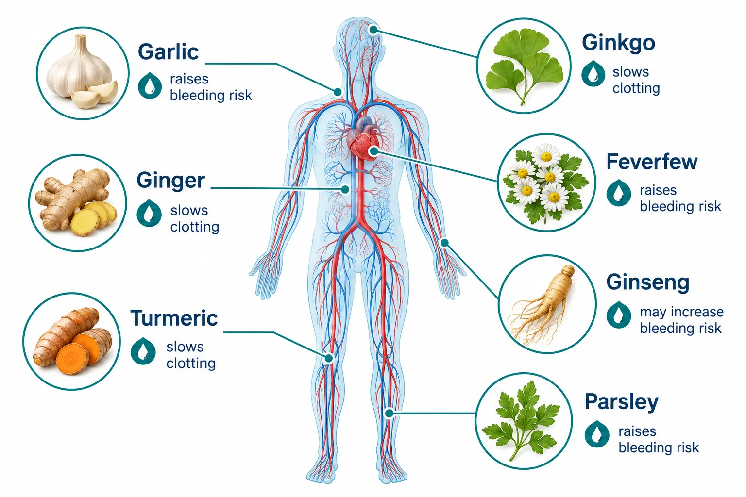 How Herbal Remedies Quietly Reshape Blood Thinner Levels in Healthy Volunteers